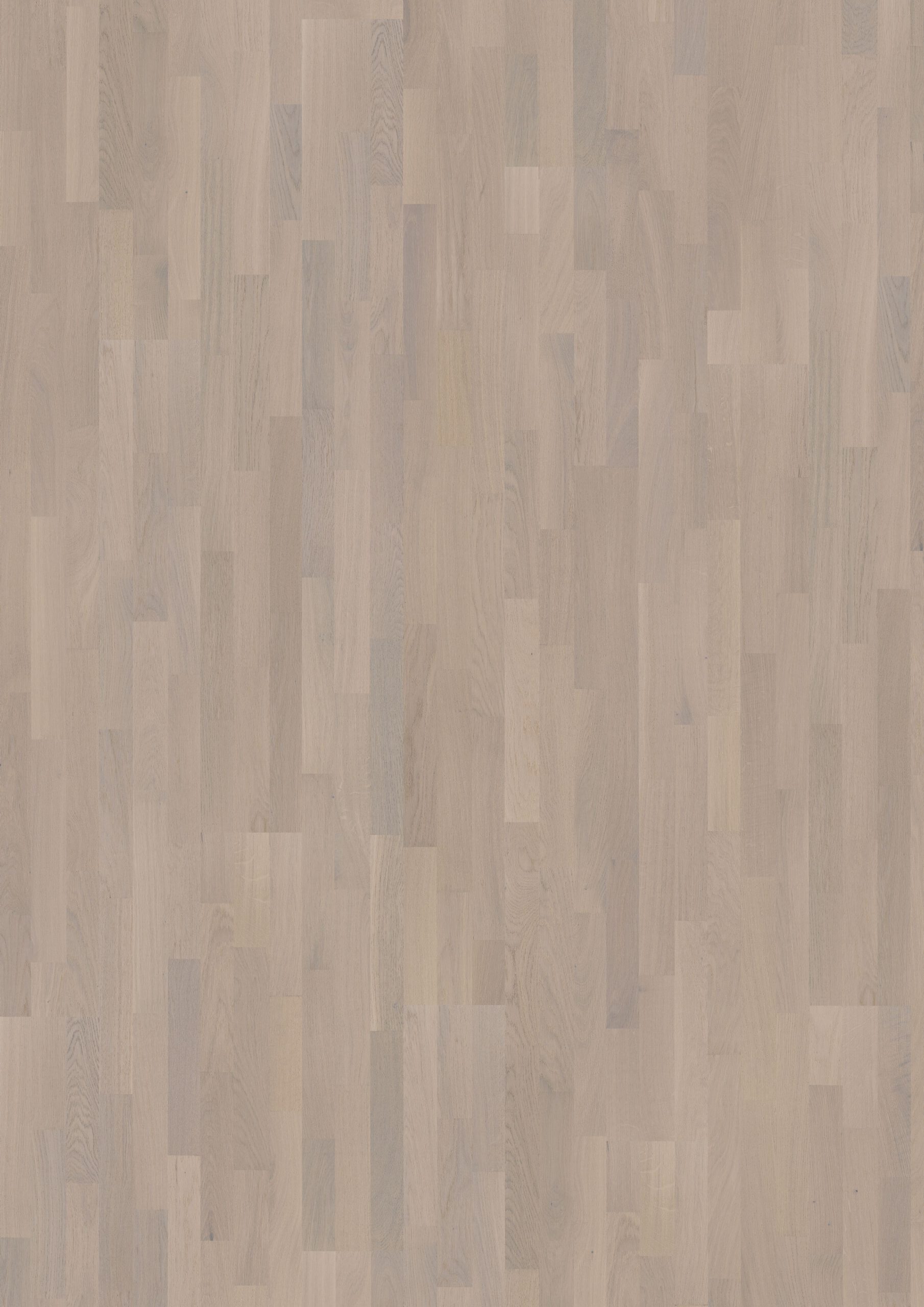 Roble Chalk