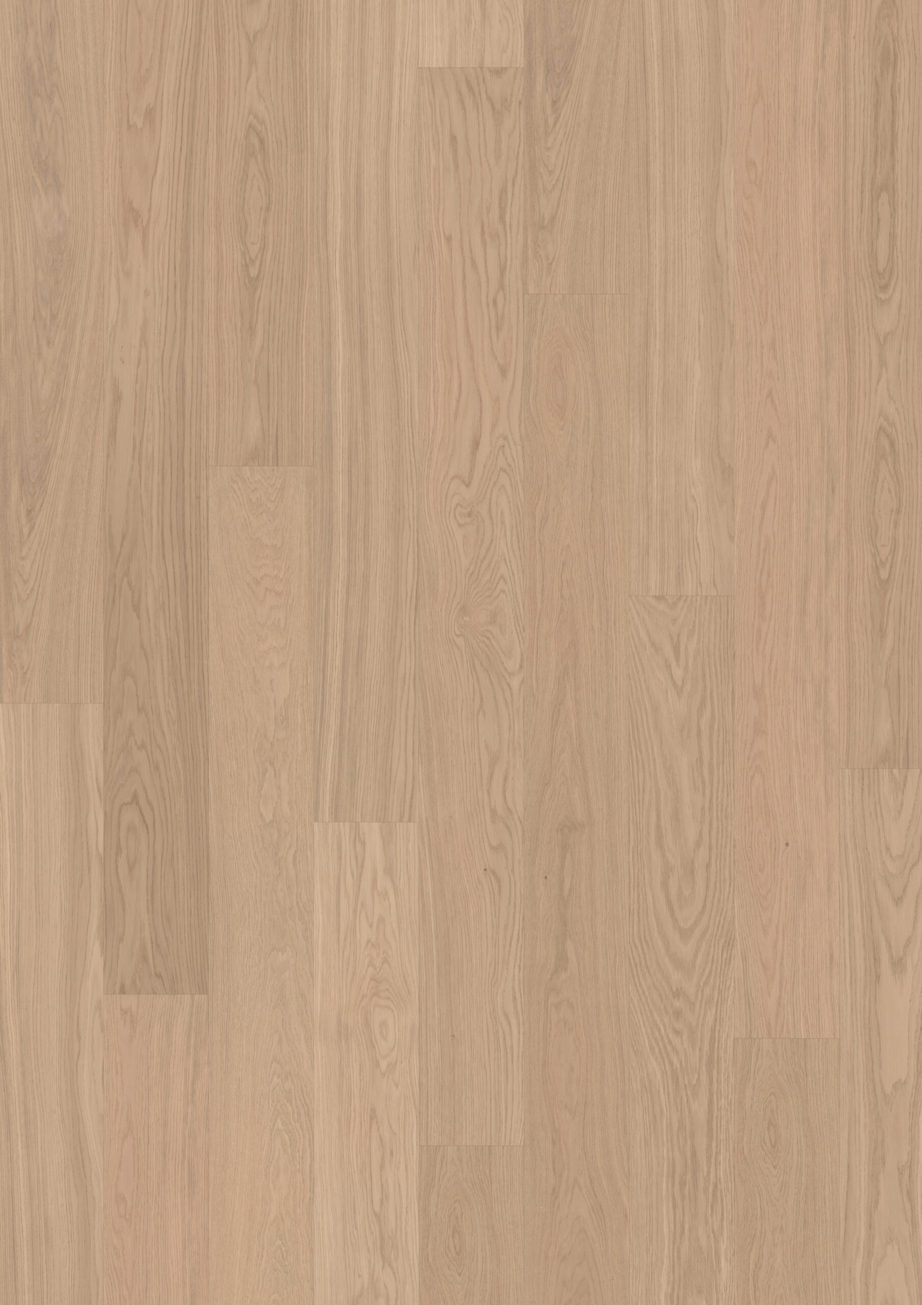 Roble Ginger Plank